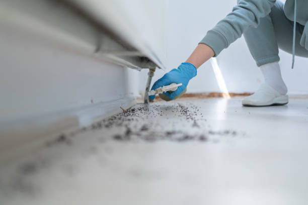 Best Wasp Removal Services  in Clarendon, TX
